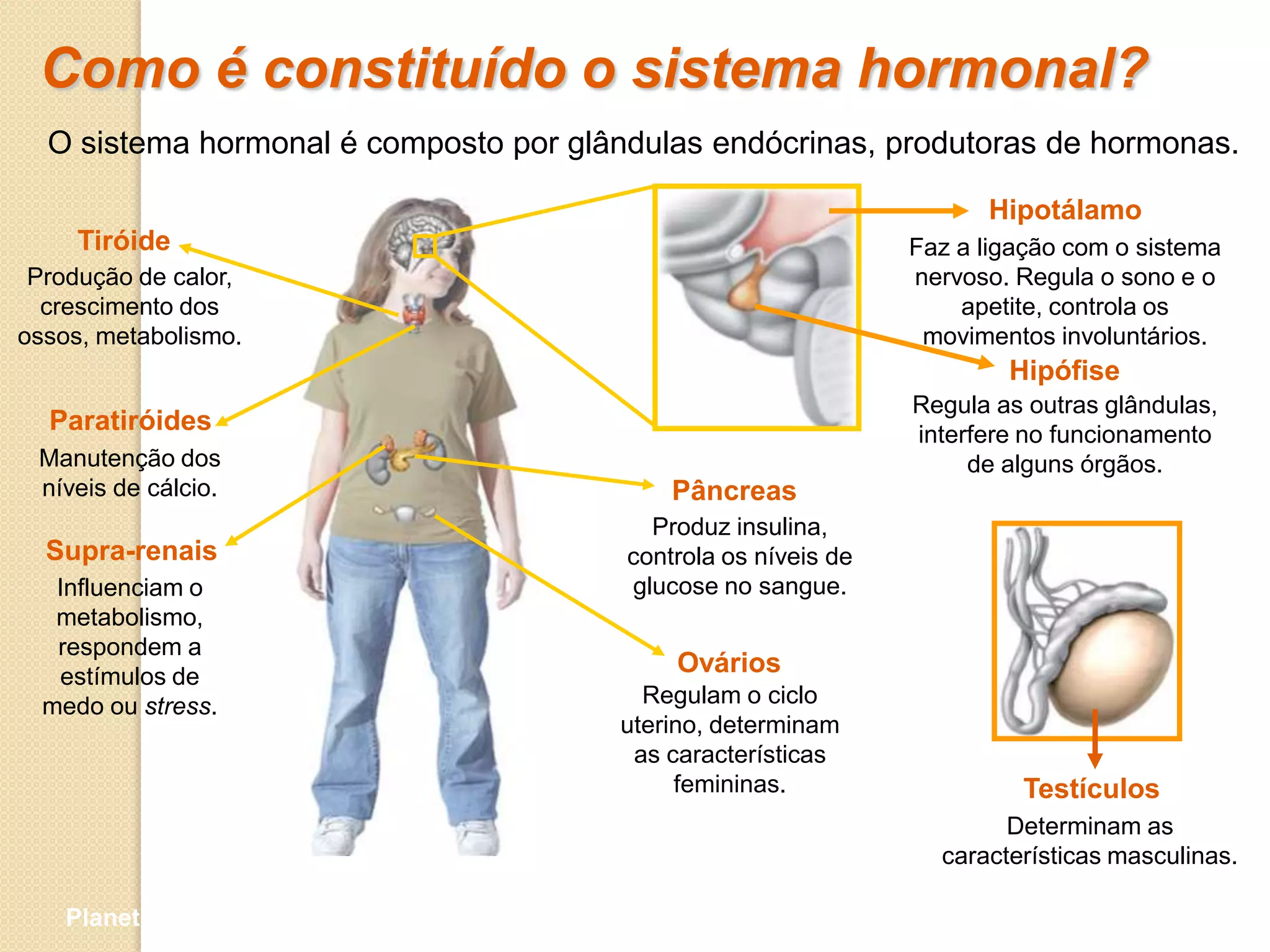 Como é constituído o sistema hormonal?
  O sistema hormonal é composto por glândulas endócrinas, produtoras de hormonas.

                                                                      Hipotálamo
     Tiróide                                                    Faz a ligação com o sistema
 Produção de calor,                                             nervoso. Regula o sono e o
  crescimento dos                                                   apetite, controla os
ossos, metabolismo.                                              movimentos involuntários.
                                                                        Hipófise
                                                                Regula as outras glândulas,
  Paratiróides                                                  interfere no funcionamento
 Manutenção dos                                                      de alguns órgãos.
 níveis de cálcio.                          Pâncreas
                                          Produz insulina,
  Supra-renais                          controla os níveis de
   Influenciam o                        glucose no sangue.
   metabolismo,
   respondem a
   estímulos de
                                            Ovários
  medo ou stress.                        Regulam o ciclo
                                       uterino, determinam
                                        as características
                                            femininas.                   Testículos
                                                                        Determinam as
                                                                  características masculinas.

    Planeta Terra — 9.º ano
 