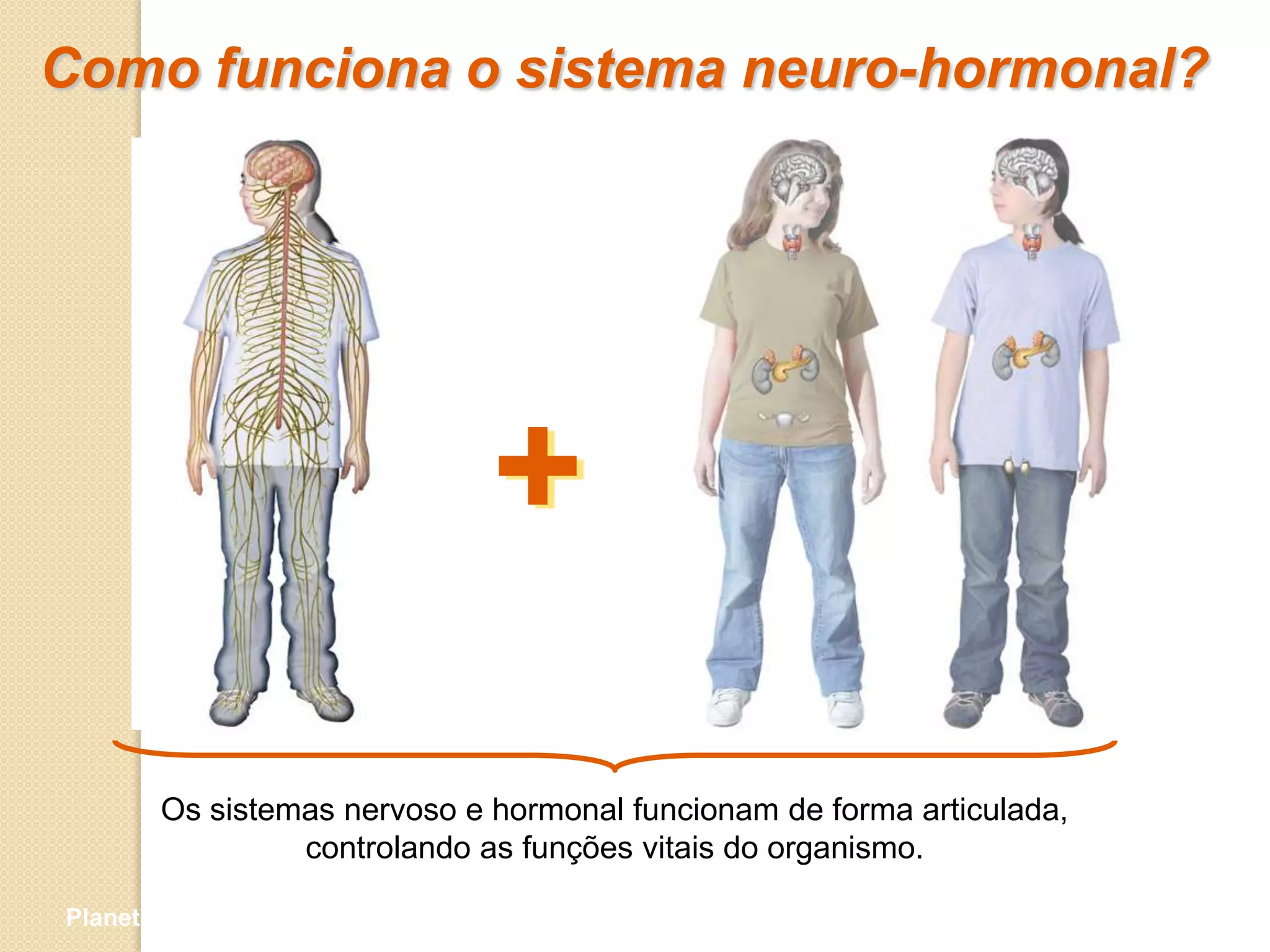 Como funciona o sistema neuro-hormonal?




                              +
        Os sistemas nervoso e hormonal funcionam de forma articulada,
                 controlando as funções vitais do organismo.

Planeta Terra — 9.º ano
 