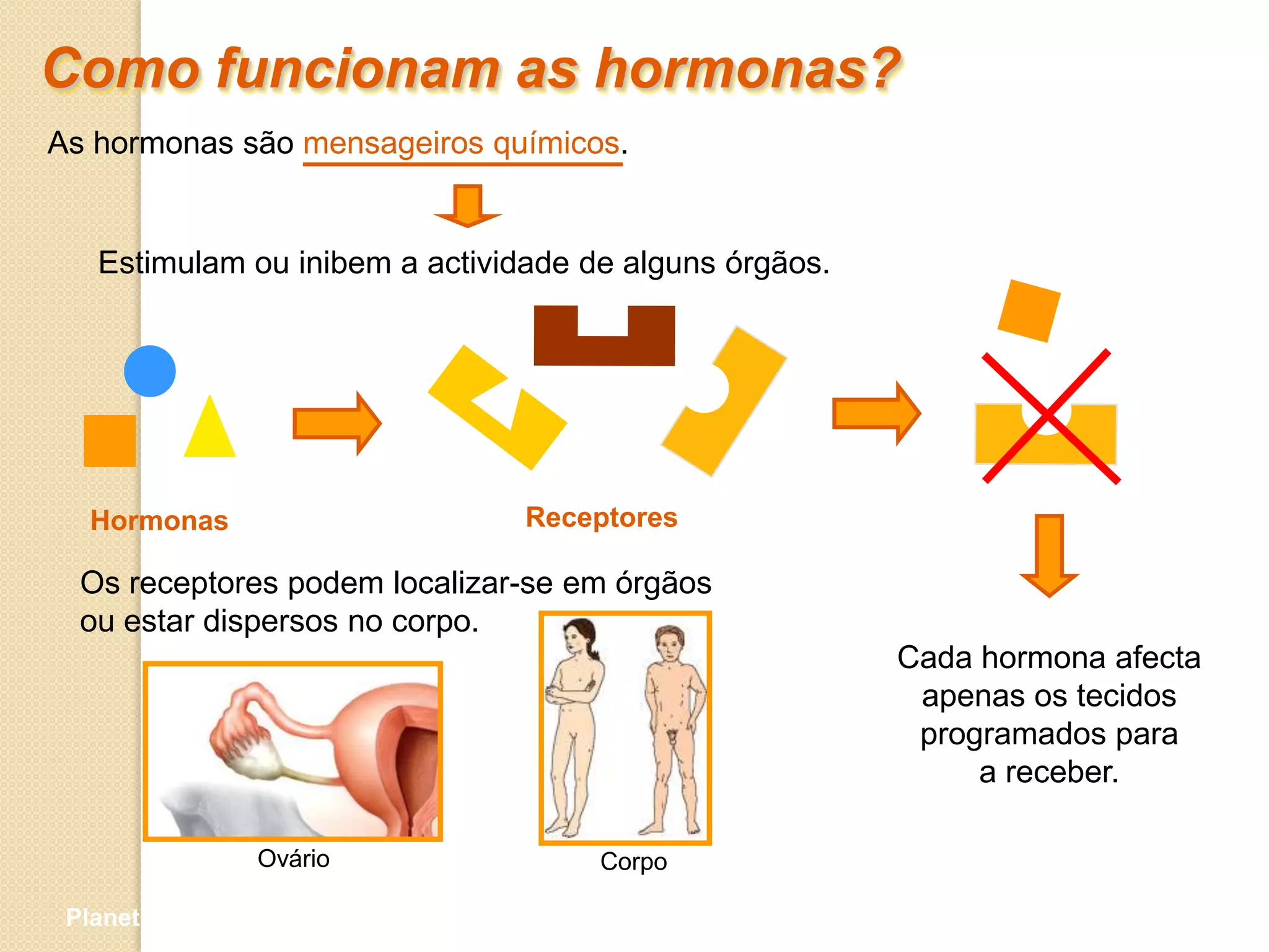 Como funcionam as hormonas?
As hormonas são mensageiros químicos.


   Estimulam ou inibem a actividade de alguns órgãos.




   Hormonas                     Receptores

  Os receptores podem localizar-se em órgãos
  ou estar dispersos no corpo.
                                                        Cada hormona afecta
                                                         apenas os tecidos
                                                         programados para
                                                             a receber.

                 Ovário              Corpo

 Planeta Terra — 9.º ano
 