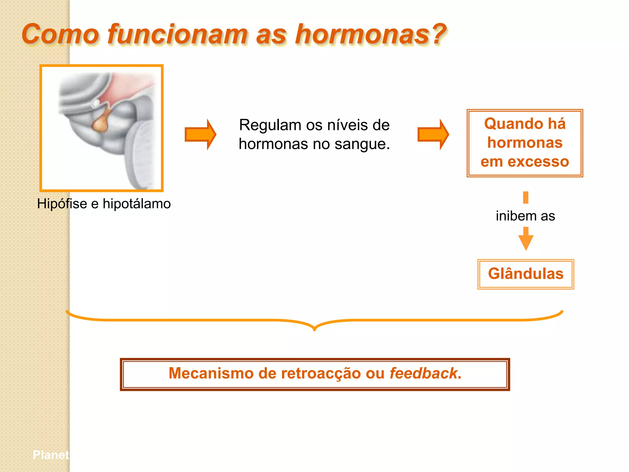 Como funcionam as hormonas?


                                  Regulam os níveis de           Quando há
                                  hormonas no sangue.             hormonas
                                                                 em excesso

 Hipófise e hipotálamo
                                                                  inibem as



                                                                 Glândulas




                          Mecanismo de retroacção ou feedback.




Planeta Terra — 9.º ano
 