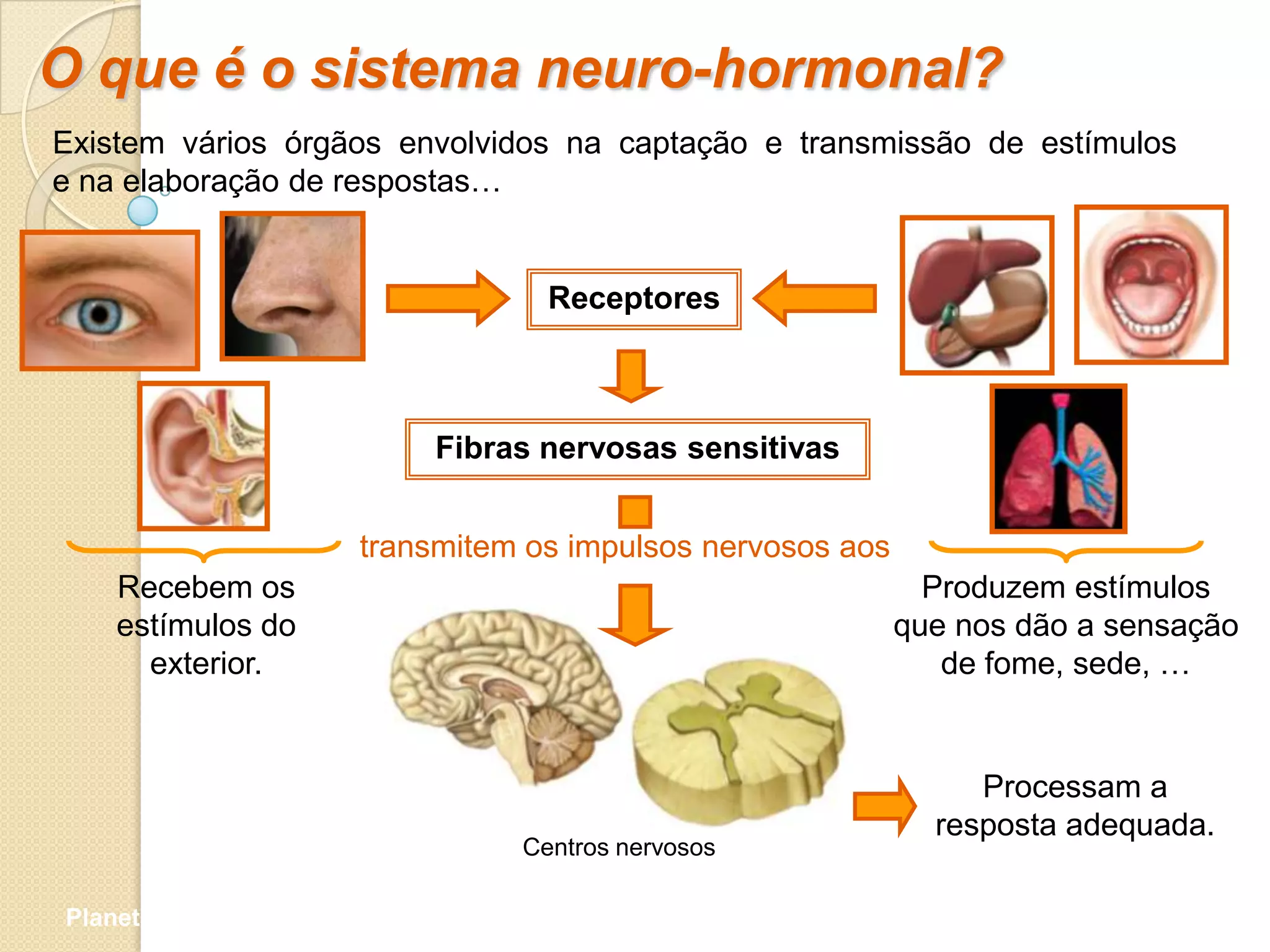 O que é o sistema neuro-hormonal?
Existem vários órgãos envolvidos na captação e transmissão de estímulos
e na elaboração de respostas…


                                      Receptores



                              Fibras nervosas sensitivas


                          transmitem os impulsos nervosos aos
    Recebem os                                                    Produzem estímulos
    estímulos do                                                que nos dão a sensação
      exterior.                                                    de fome, sede, …


                                                                     Processam a
                                                                  resposta adequada.
                                    Centros nervosos

Planeta Terra — 9.º ano
 