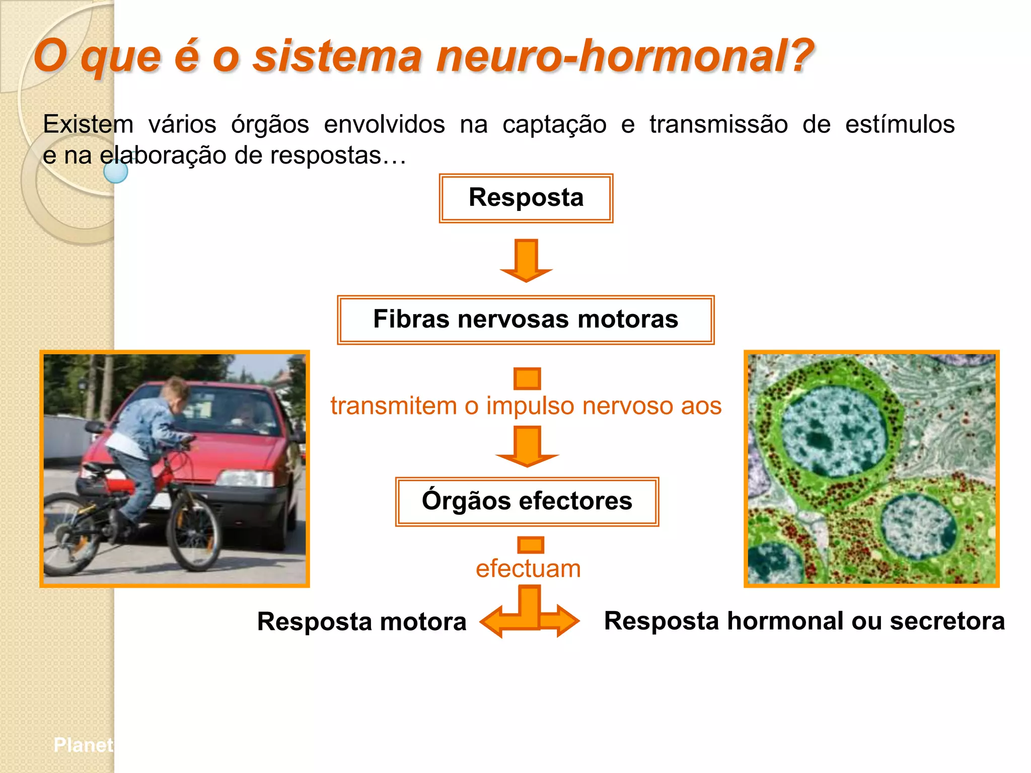 O que é o sistema neuro-hormonal?
Existem vários órgãos envolvidos na captação e transmissão de estímulos
e na elaboração de respostas…
                                       Resposta



                             Fibras nervosas motoras


                          transmitem o impulso nervoso aos


                                 Órgãos efectores

                                       efectuam

                     Resposta motora              Resposta hormonal ou secretora



Planeta Terra — 9.º ano
 