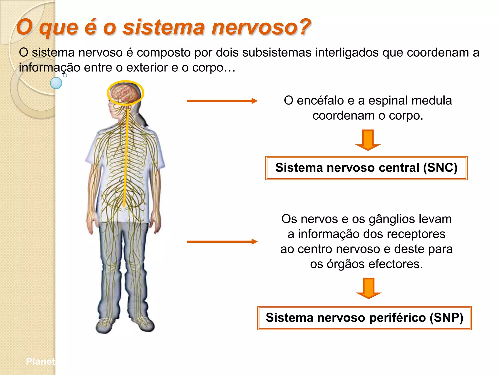 O que é o sistema nervoso?
O sistema nervoso é composto por dois subsistemas interligados que coordenam a
informação entre o exterior e o corpo…

                                            O encéfalo e a espinal medula
                                                coordenam o corpo.



                                           Sistema nervoso central (SNC)



                                            Os nervos e os gânglios levam
                                             a informação dos receptores
                                            ao centro nervoso e deste para
                                                  os órgãos efectores.



                                         Sistema nervoso periférico (SNP)


 Planeta Terra — 9.º ano
 