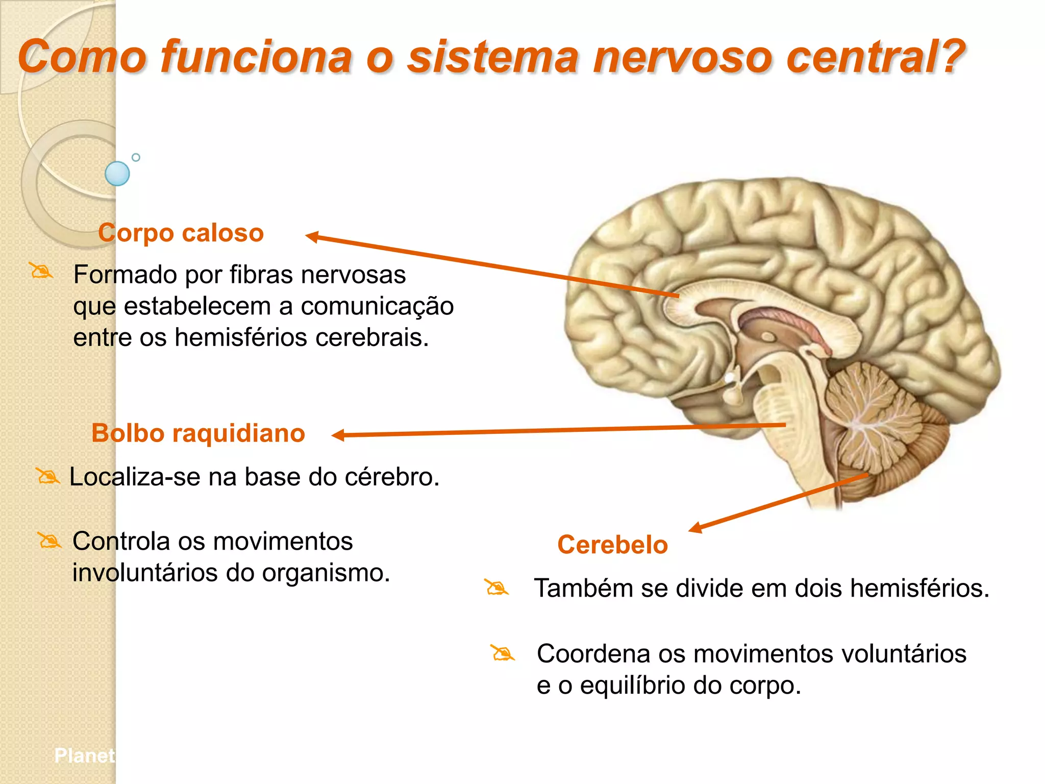 Como funciona o sistema nervoso central?


      Corpo caloso
 Formado por fibras nervosas
   que estabelecem a comunicação
   entre os hemisférios cerebrais.


     Bolbo raquidiano
 Localiza-se na base do cérebro.

 Controla os movimentos                  Cerebelo
   involuntários do organismo.
                                      Também se divide em dois hemisférios.

                                      Coordena os movimentos voluntários
                                         e o equilíbrio do corpo.

  Planeta Terra — 9.º ano
 
