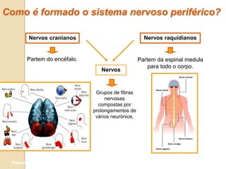 Como é formado o sistema nervoso periférico?

         Nervos cranianos                            Nervos raquidianos


        Partem do encéfalo.                        Partem da espinal medula
                                                       para todo o corpo.
                                 Nervos



                               Grupos de fibras
                                   nervosas
                                compostas por
                              prolongamentos de
                               vários neurónios.




 Planeta Terra — 9.º ano
 