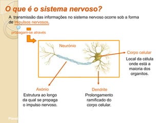 O que é o sistema nervoso?
 A transmissão das informações no sistema nervoso ocorre sob a forma
 de impulsos nervosos.

  propagam-se através


                              Neurónio
                                                             Corpo celular
                                                             Local da célula
                                                              onde está a
                                                              maioria dos
                                                               organitos.


                Axónio                      Dendrite
         Estrutura ao longo              Prolongamento
         da qual se propaga               ramificado do
         o impulso nervoso.               corpo celular.


Planeta Terra — 9.º ano
 
