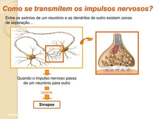 Como se transmitem os impulsos nervosos?
Entre os axónios de um neurónio e as dendrites de outro existem zonas
de separação…




       Quando o impulso nervoso passa
         de um neurónio para outro

                       ocorre


                     Sinapse

 Planeta Terra — 9.º ano
 