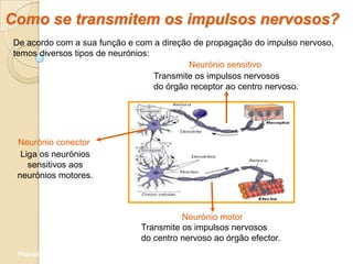 Como se transmitem os impulsos nervosos?
De acordo com a sua função e com a direção de propagação do impulso nervoso,
temos diversos tipos de neurónios:
                                           Neurónio sensitivo
                                   Transmite os impulsos nervosos
                                   do órgão receptor ao centro nervoso.




 Neurónio conector
  Liga os neurónios
    sensitivos aos
 neurónios motores.



                                        Neurónio motor
                              Transmite os impulsos nervosos
                              do centro nervoso ao órgão efector.
 Planeta Terra — 9.º ano
 