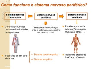 Como funciona o sistema nervoso periférico?

    Sistema nervoso               Sistema nervoso                  Sistema nervoso
       autónomo                       periférico                       somático


 Controla as funções          Estabelece a comunicação
                                                                Recebe e processa
   básicas e involuntárias   entre o sistema nervoso central     informações da pele
   do organismo.                   e o resto do corpo.           músculos, olhos, …




 Subdivide-se em dois       — Sistema parassimpático           Transmite ordens do
   sistemas.                                                     SNC aos músculos.
                             — Sistema simpático


   Planeta Terra — 9.º ano
 