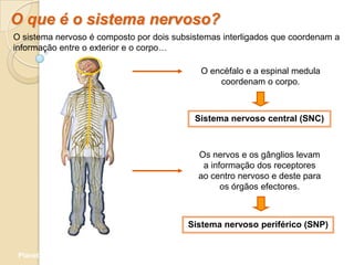 O que é o sistema nervoso?
O sistema nervoso é composto por dois subsistemas interligados que coordenam a
informação entre o exterior e o corpo…

                                            O encéfalo e a espinal medula
                                                coordenam o corpo.



                                           Sistema nervoso central (SNC)



                                            Os nervos e os gânglios levam
                                             a informação dos receptores
                                            ao centro nervoso e deste para
                                                  os órgãos efectores.



                                         Sistema nervoso periférico (SNP)


 Planeta Terra — 9.º ano
 