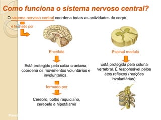 Como funciona o sistema nervoso central?
 O sistema nervoso central coordena todas as actividades do corpo.

   é formado por




                            Encéfalo                     Espinal medula


          Está protegido pela caixa craniana,      Está protegida pela coluna
         coordena os movimentos voluntários e    vertebral. É responsável pelos
                     involuntários.                  atos reflexos (reações
                                                         involuntárias).

                           formado por


                 Cérebro, bolbo raquidiano,
                   cerebelo e hipotálamo

 Planeta Terra — 9.º ano
 