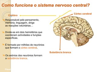 Como funciona o sistema nervoso central?
                                                           Córtex cerebral
     Cérebro
 Responsável pelo pensamento,
  memória, linguagem, dirige
  as reacções voluntárias…

 Divide-se em dois hemisférios que
  coordenam actividades e funções
  específicas.

 É formado por milhões de neurónios
  que formam o córtex cerebral.
                                       Substância branca
 Os axónios dos neurónios formam
  a substância branca.



  Planeta Terra — 9.º ano
 