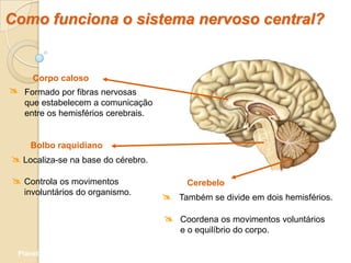 Como funciona o sistema nervoso central?


      Corpo caloso
 Formado por fibras nervosas
   que estabelecem a comunicação
   entre os hemisférios cerebrais.


     Bolbo raquidiano
 Localiza-se na base do cérebro.

 Controla os movimentos                  Cerebelo
   involuntários do organismo.
                                      Também se divide em dois hemisférios.

                                      Coordena os movimentos voluntários
                                         e o equilíbrio do corpo.

  Planeta Terra — 9.º ano
 