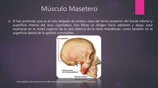 Músculo Masetero
 El haz profundo que es el más delgado de ambos, nace del tercio posterior del borde inferior y
superficie interna del arco cigomático. Sus fibras se dirigen hacia adelante y abajo, para
insertarse en la mitad superior de la cara externa de la rama mandibular, como también en la
superficie lateral de la apófisis coronoides.
http://gsdl.bvs.sld.cu/greenstone/collect/estomato/index/assoc/HASH01be.dir/fig14.10.png
 
