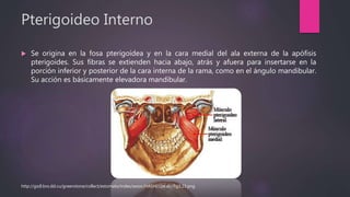 Pterigoideo Interno
 Se origina en la fosa pterigoídea y en la cara medial del ala externa de la apófisis
pterigoides. Sus fibras se extienden hacia abajo, atrás y afuera para insertarse en la
porción inferior y posterior de la cara interna de la rama, como en el ángulo mandibular.
Su acción es básicamente elevadora mandibular.
http://gsdl.bvs.sld.cu/greenstone/collect/estomato/index/assoc/HASH01be.dir/fig3.23.png
 