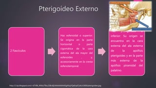 Pterigoídeo Externo
2 Fascículos
Haz esfenoidal o superior:
Se origina en la parte
horizontal o parte
cigomática de la cara
externa del ala mayor del
esfenoides , y,
accesoriamente en la cresta
esfenotemporal.
Haz pterigoídeo o
inferior: Su origen se
encuentra en la cara
externa del ala externa
de la apófisis
pterigoides y en la parte
más externa de la
apófisis piramidal del
palatino.
http://1.bp.blogspot.com/-vI7VBt_4NXs/Tlbu238c4jI/AAAAAAAASgM/gYQeEzqF2zA/s1600/pterigoideo.jpg
 