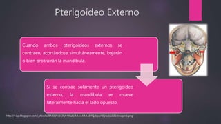 Pterigoídeo Externo
Cuando ambos pterigoideos externos se
contraen, acortándose simultáneamente, bajarán
o bien protruirán la mandíbula.
Si se contrae solamente un pterigoídeo
externo, la mandíbula se mueve
lateralmente hacia el lado opuesto.
http://4.bp.blogspot.com/_xNxMeZFMD2Y/SCXyh491zlI/AAAAAAAAB4Q/IqsuHDjraxI/s320/Imagen1.png
 