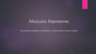 Músculos Depresores
Se extienden desde la mandíbula y cráneo hasta el hueso hioides
 