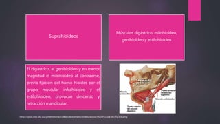 Suprahioídeos
Músculos digástrico, milohioídeo,
genihioídeo y estilohioídeo
El digástrico, el genihioídeo y en menor
magnitud el milohioídeo al contraerse,
previa fijación del hueso hioides por el
grupo muscular infrahioídeo y el
estilohioídeo, provocan descenso y
retracción mandibular.
http://gsdl.bvs.sld.cu/greenstone/collect/estomato/index/assoc/HASH01be.dir/fig3.6.png
 