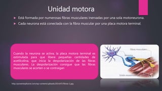 Unidad motora
 Está formada por numerosas fibras musculares inervadas por una sola motoneurona.
 Cada neurona está conectada con la fibra muscular por una placa motora terminal.
Cuando la neurona se activa, la placa motora terminal es
estimulada para que libere pequeñas cantidades de
acetilcolina, que inicia la despolarización de las fibras
musculares. La despolarización consigue que las fibras
musculares se acorten o se contraigan
http://powerexplosive.com/wp-content/uploads/2014/07/fibras-1.jpg
 
