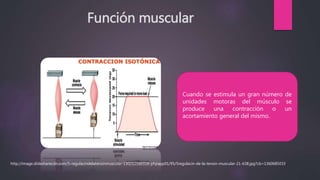 Función muscular
Cuando se estimula un gran número de
unidades motoras del músculo se
produce una contracción o un
acortamiento general del mismo.
http://image.slidesharecdn.com/5-regulacindelatensinmuscular-130212160318-phpapp01/95/5regulacin-de-la-tensin-muscular-21-638.jpg?cb=1360685033
 