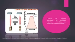 Cuando un número
apropiado de unidades
motoras se contraen en
oposición a una fuerza dada.
http://image.slidesharecdn.com/5-regulacindelatensinmuscular-130212160318-phpapp01/95/5regulacin-de-la-tensin-muscular-21-638.jpg?cb=1360685033
 
