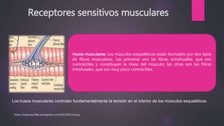 Receptores sensitivos musculares
Husos musculares: Los músculos esqueléticos están formados por dos tipos
de fibras musculares. Las primeras son las fibras extrafusales, que son
contráctiles y constituyen la masa del músculo; las otras son las fibras
intrafusales, que son muy poco contráctiles.
Los husos musculares controlan fundamentalmente la tensión en el interior de los músculos esqueléticos..
https://scykness.files.wordpress.com/2013/04/32.png
 