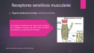 Receptores sensitivos musculares
 Órganos tendinosos de Golgi: controlan la tensión.
Los órganos tendinosos de Golgi están situados
en el tendón muscular que está entre las fibras
musculares y su inserción en el hueso.
https://scykness.files.wordpress.com/2013/04/32.png
 