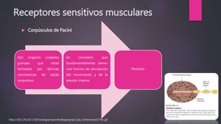 Receptores sensitivos musculares
 Corpúsculos de Pacini
Son órganos ovalados
grandes que están
formados por láminas
concéntricas de tejido
conjuntivo.
Se considera que
fundamentalmente tienen
una función de percepción
del movimiento y de la
presión intensa
Periostio
http://163.178.103.176/Fisiologia/neurofisiologia/pract_bas_4/sherwood177bc.gif
 