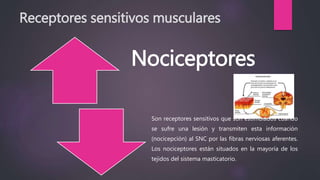 Receptores sensitivos musculares
Nociceptores
Son receptores sensitivos que son estimulados cuando
se sufre una lesión y transmiten esta información
(nocicepción) al SNC por las fibras nerviosas aferentes.
Los nociceptores están situados en la mayoría de los
tejidos del sistema masticatorio.
 