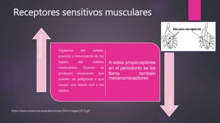 Receptores sensitivos musculares
Vigilancia del estado,
posición y movimiento de los
tejidos del sistema
masticatorio. Cuando se
producen situaciones que
pueden ser peligrosas o que
causan una lesión real a los
tejidos.
Nociceptores
Función
A estos propioceptores
en el periodonto se los
llama también
mecanorreceptores
https://www.ortodoncia.ws/publicaciones/2012/images/237/1.gif
 