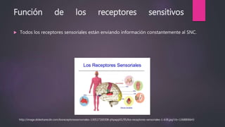 Función de los receptores sensitivos
 Todos los receptores sensoriales están enviando información constantemente al SNC.
http://image.slidesharecdn.com/losreceptoressensoriales-130517160308-phpapp01/95/los-receptores-sensoriales-1-638.jpg?cb=1368806643
 
