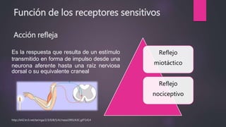 Función de los receptores sensitivos
Acción refleja
Reflejo
miotáctico
Reflejo
nociceptivo
Es la respuesta que resulta de un estímulo
transmitido en forma de impulso desde una
neurona aferente hasta una raíz nerviosa
dorsal o su equivalente craneal
http://k42.kn3.net/taringa/2/3/0/8/5/4//naza1993/A3C.gif?1414
 
