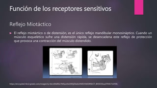 Función de los receptores sensitivos
Reflejo Miotáctico
 El reflejo miotáctico o de distensión, es el único reflejo mandibular monosináptico. Cuando un
músculo esquelético sufre una distensión rápida, se desencadena este reflejo de protección
que provoca una contracción del músculo distendido.
https://encrypted-tbn2.gstatic.com/images?q=tbn:ANd9GcTMGynZsG59QZXaSoHNI5iYAKl3RNhCT_8N5D3ttuqTiFMLT1GY0A
 