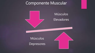 Componente Muscular
Músculos
Elevadores
Músculos
Depresores
 