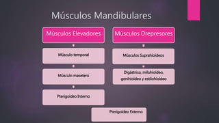 Músculos Mandibulares
Músculos Elevadores
Músculo temporal
Músculo masetero
Pterigoideo Interno
Músculos Drepresores
Músculos Suprahioídeos
Digástrico, milohioídeo,
genihioídeo y estilohioídeo
Pterigoideo Externo
 