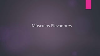 Músculos Elevadores
 