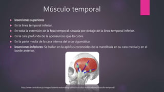 Músculo temporal
 Inserciones superiores
 En la línea temporal inferior.
 En toda la extensión de la fosa temporal, situada por debajo de la línea temporal inferior.
 En la cara profunda de la aponeurosis que lo cubre.
 En la parte media de la cara interna del arco cigomático.
 Inserciones inferiores: Se hallan en la apófisis coronoides de la mandíbula en su cara medial y en el
borde anterior.
http://www.centralx.es/p/imagen/sistema-estomatognatico/musculos-masticadores/musculo-temporal/
 