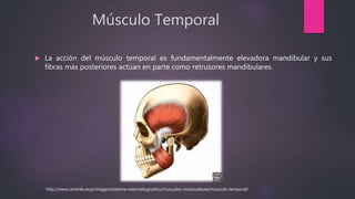 Músculo Temporal
 La acción del músculo temporal es fundamentalmente elevadora mandibular y sus
fibras más posteriores actúan en parte como retrusores mandibulares.
http://www.centralx.es/p/imagen/sistema-estomatognatico/musculos-masticadores/musculo-temporal/
 