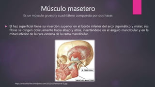 Músculo masetero
Es un músculo grueso y cuadrilátero compuesto por dos haces
 El haz superficial tiene su inserción superior en el borde inferior del arco cigomático y malar; sus
fibras se dirigen oblicuamente hacia abajo y atrás, insertándose en el ángulo mandibular y en la
mitad inferior de la cara externa de la rama mandibular.
https://ericasitta.files.wordpress.com/2012/02/temporal-3.jpg
 