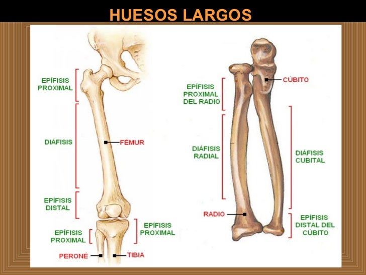 SISTEMA OSEO