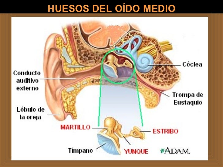 SISTEMA OSEO