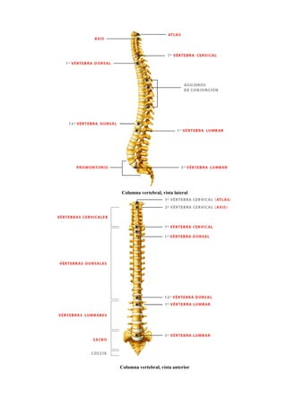 Columna vertebral, vista lateral
Columna vertebral, vista anterior
 