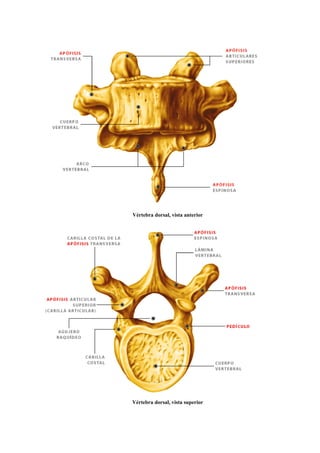 Vértebra dorsal, vista anterior
Vértebra dorsal, vista superior
 