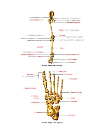 Huesos del miembro inferior
Huesos del pié, vista superior
 