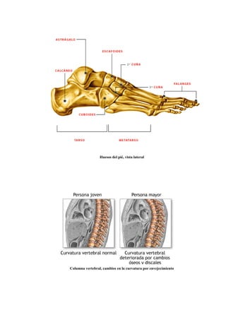 Huesos del pié, vista lateral
Columna vertebral, cambios en la curvatura por envejecimiento
 