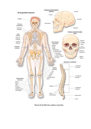 Huesos de las diferentes regiones corporales.
 