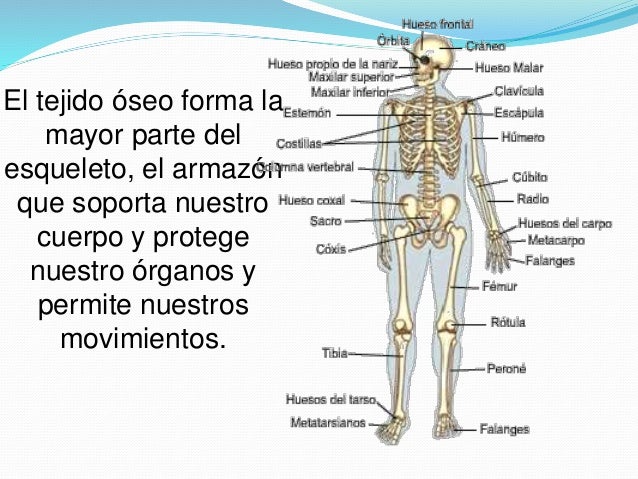 Sistema oseo