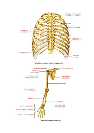 Costillas y columna dorsal, vista posterior
Huesos del miembro superior
 