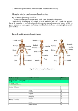 • tuberosidad: gran elevación redondeada (p.ej., tuberosidad isquiática)
Diferencias entre los esqueletos masculino y feme...